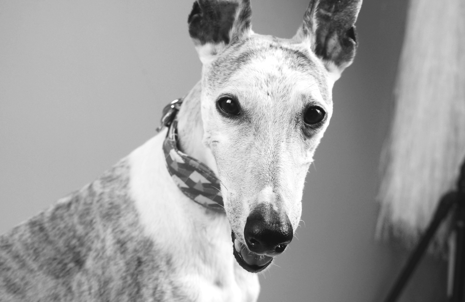 Whippet Gene Bowie wearing "Pepito & Co." collar.