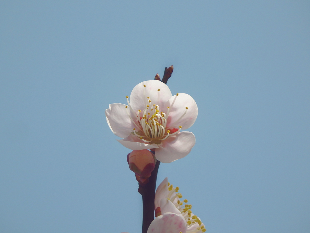 山口県の太華山の桜。